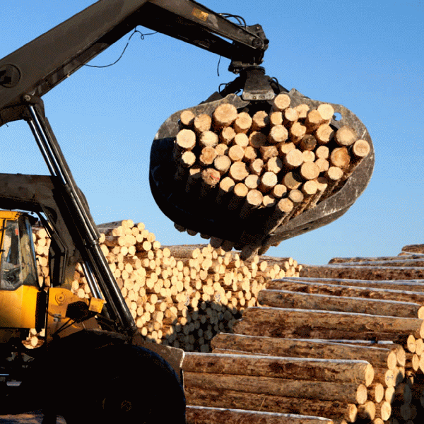 Holzindustrie Schweighofer, acuzată că a fentat statul şi furnizorii de lemn