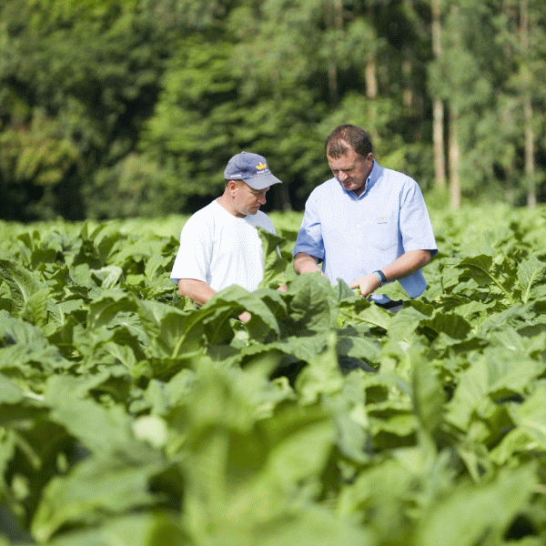 MADR: A crescut suprafaţa cultivată cu tutun şi a scăzut producţia