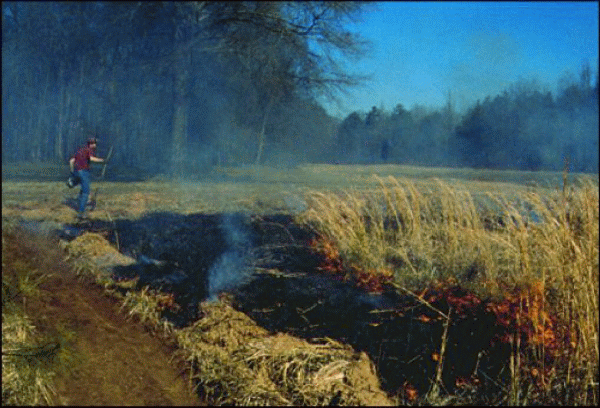 Incendiu de vegetaţie în Parcul Natural Văcăreşti