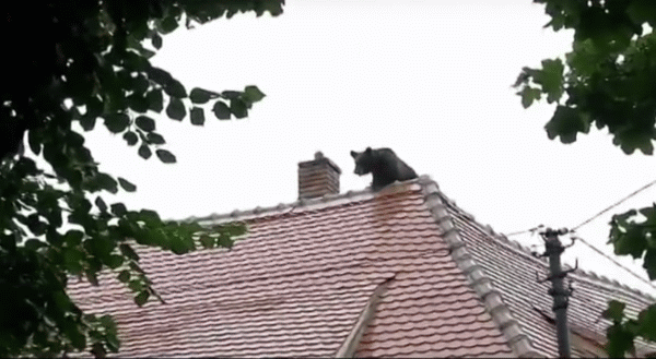 Ursul împuşcat miercuri în Sibiu (Sursa foto: captură Youtube)