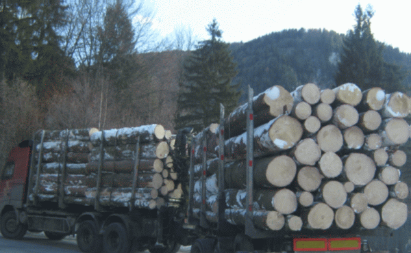 Amenzi pentru tăierile ilegale de lemne