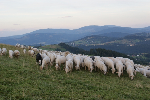 Ajutor de minimis pentru crescătorii de ovine care comercializează lână