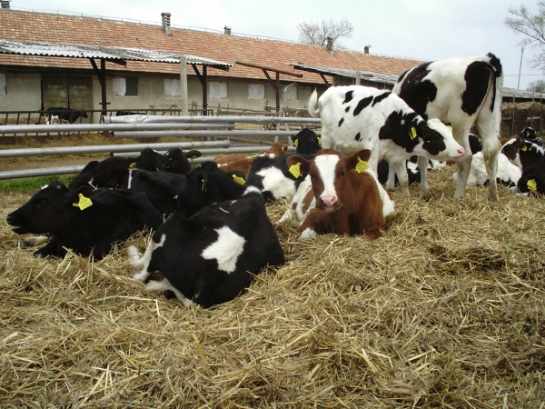 Valoarea producţiei ramurii agricole a crescut cu 2,5%, anul trecut