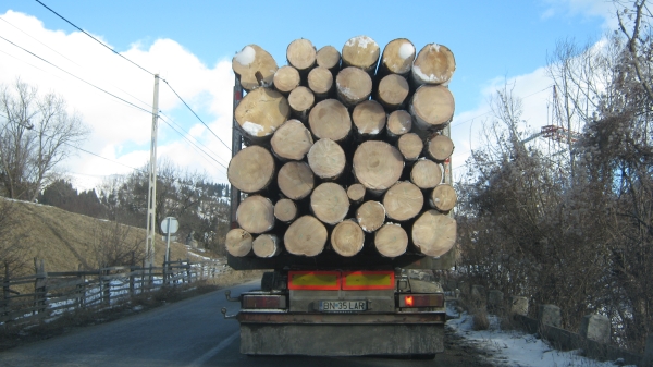 Percheziţii domiciliare sub aspectul săvârşirii infracţiunii de tăiere ilegală de arbori