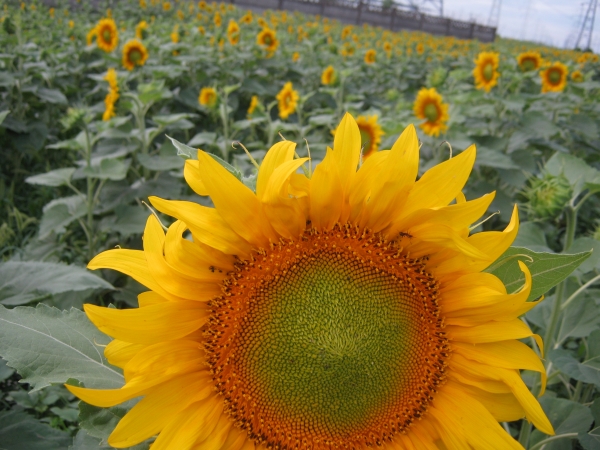 Producţia de floarea-soarelui a României a înregistrat un record istoric: 3,167 milioane de tone 