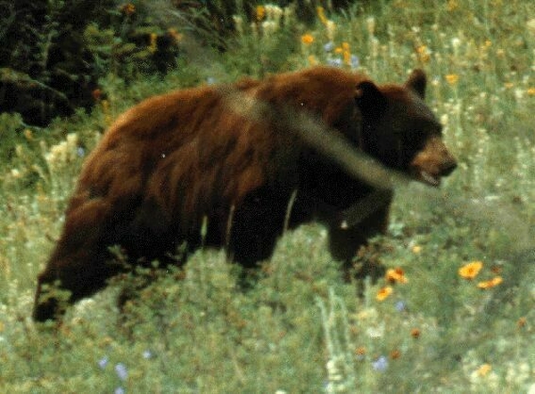 Un bărbat şi o adolescentă, atacaţi de urs în faţa unui bloc din Făgăraş