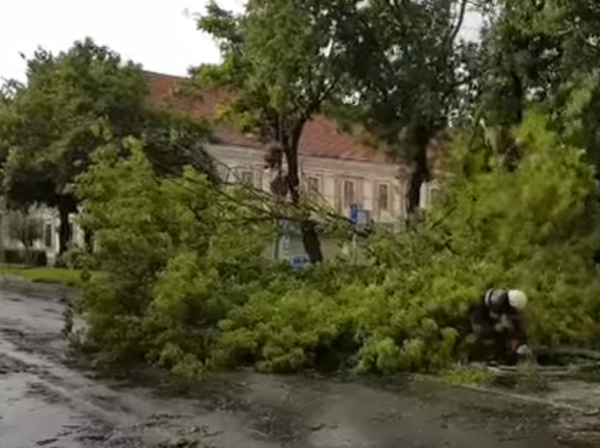 Copaci căzuţi (Sursa foto: captură Youtube)