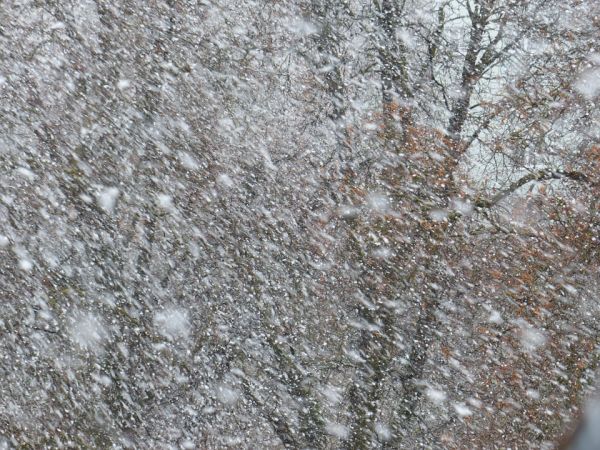 Avertizare de vânt şi ninsori, pentru Muntenia şi Dobrogea