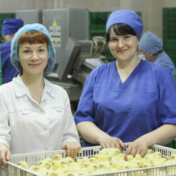 Cel mai mare producător de pui din Rusia vinde acţiuni de 300 milioane dolari