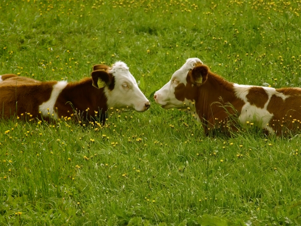 Producţia de carne în martie a crescut