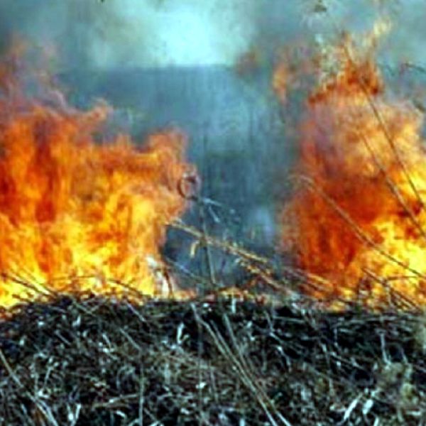 Veste bună: au scăzut incendiile de pădure