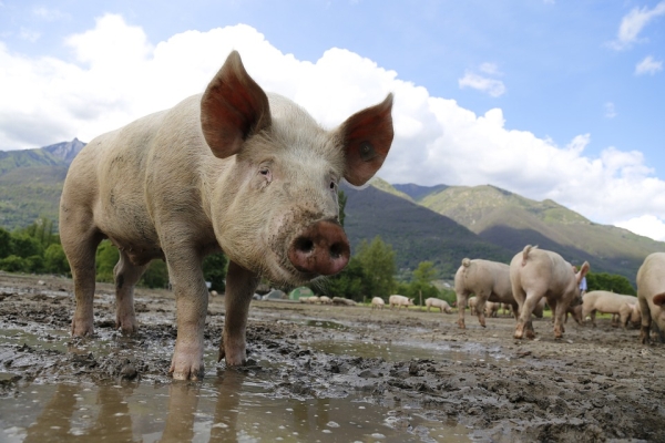  China interzice importurile de porci din Belgia şi Japonia