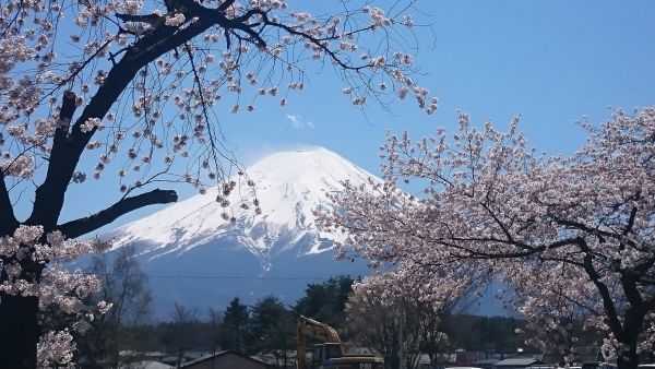 Cireşii din Japonia, în plină floare