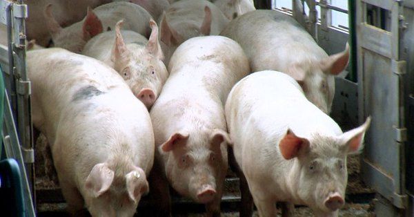 China suspendă unele importuri de carne de porc din Canada