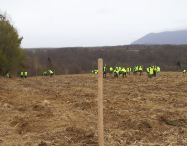 Ecologiştii sunt invitaţi să planteze copaci