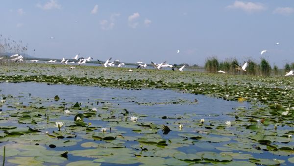 Campanie pentru protejarea biodiversităţii din ţara noastră