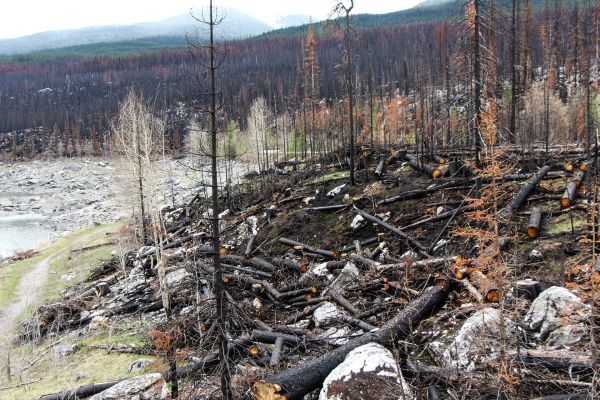 Incendiile de pădure nu iartă pe nimeni