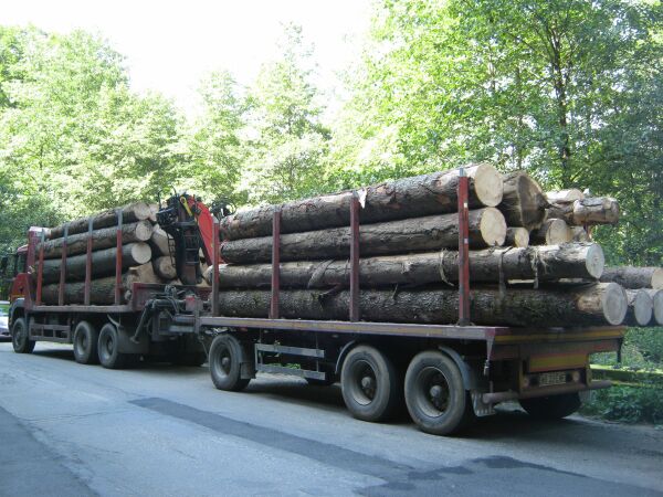 Ancheta în cazul pădurarului din Maramureş ucis în timp ce încerca să împiedice tăierea ilegală de arbori