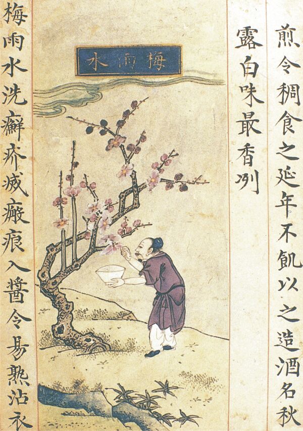 As early as the Ming Dynasty (1368-1644), the Chinese were writing medical treaties about administering natural treaties against scabies, by decoction of "plum rain", the preparation of which is illustrated in the picture above. It would be presumed that such a centuries-old practice gives them the chance to find an antidote to the coronavirus, natural or otherwise, as long as it is effective.