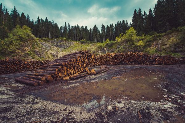 OMV Petrom contribuie cu 4,6 milioane de euro la o iniţiativă de împădurire din România