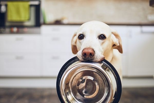 FEDIAF lansează un ghid electronic de training dedicat comunicării cu privire la hrana animalelor de companie