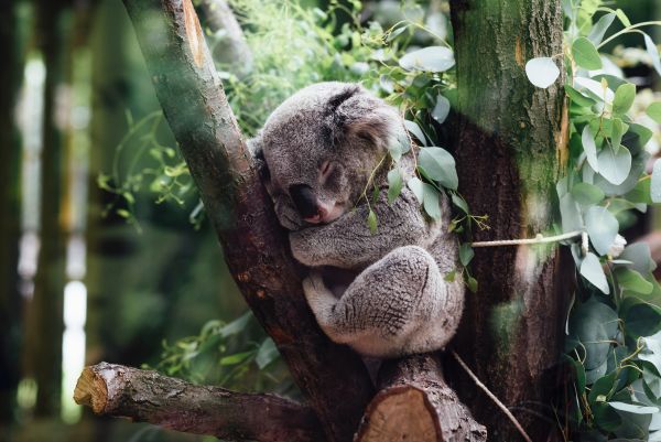 Seminţe de eucalipt, împrăştiate cu ajutorul dronelor pentru a contribui la refacerea populaţiei de koala