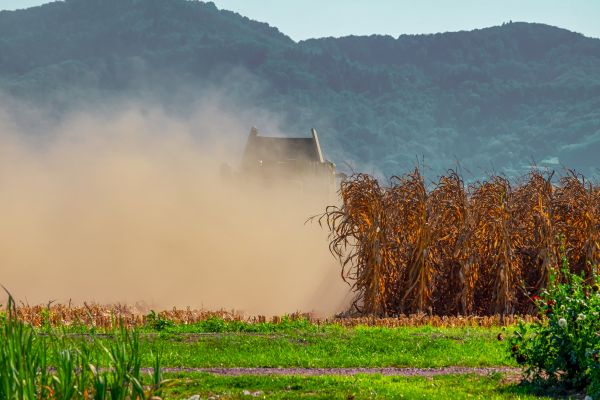 "1-1,2 milioane de hectare din culturile de primăvară - afectate de secetă"