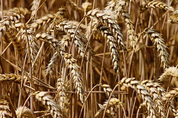 Oportunitate de investiţie în sectorul agricol, în judeţul Teleorman