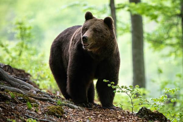 Prinţul austriac susţine că nu a împuşcat ursul Arthur, ci o ursoaică