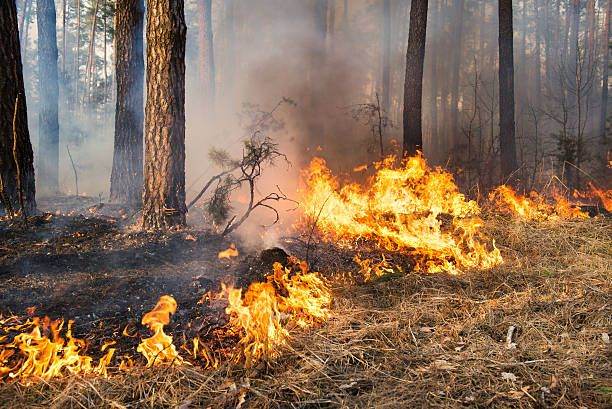 Situaţia incendiilor din Rusia se îmbunătăţeşte