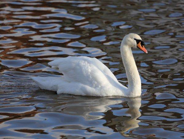 Gripă aviară, confirmată la două lebede moarte, găsite pe Lacul Bâtca Doamnei din Piatra Neamţ