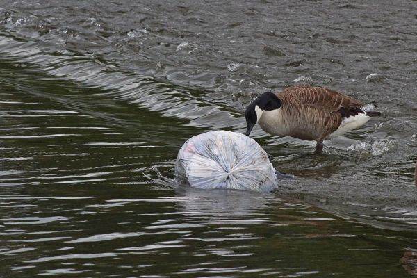 Apele curate - 23 de tone de deşeuri din plastic, colectate de voluntari