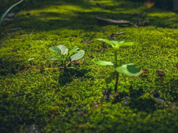 Milioane de puieţi au ajuns în pădure