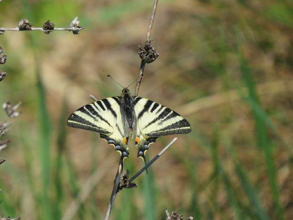 Fluturele coada rândunicii, Sursa foto: Facebook @parculnaturalvacaresti