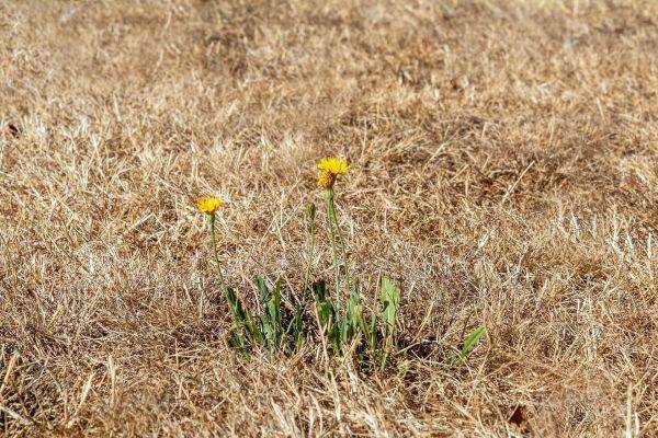 Schimbările climatice au făcut canicula de 10 ori mai probabilă în Regatul Unit