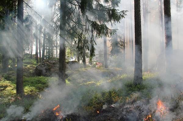 660.000 de hectare de teren au fost distruse în urma incendiilor de vegetaţie din Europa