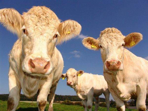 Guvernul a aprobat plafonul de 185,48 milioane euro pentru crescătorii de animale 