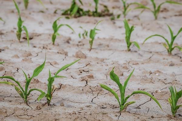 "Amendament de suplimentare a sumelor alocate despăgubirilor de secetă, aprobat în Comisia de Agricultură"