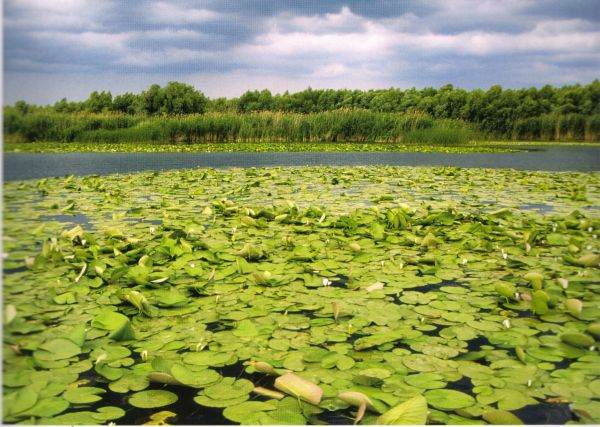 Uniţi salvăm Delta Dunării!