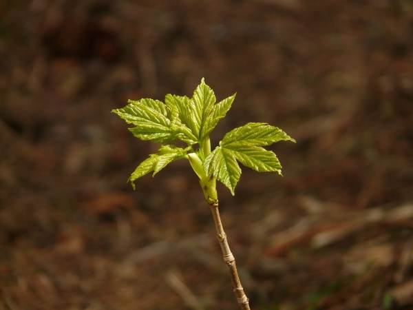 Peste 3.000 de puieţi forestieri, plantaţi într-o zonă industrială din Ialomiţa