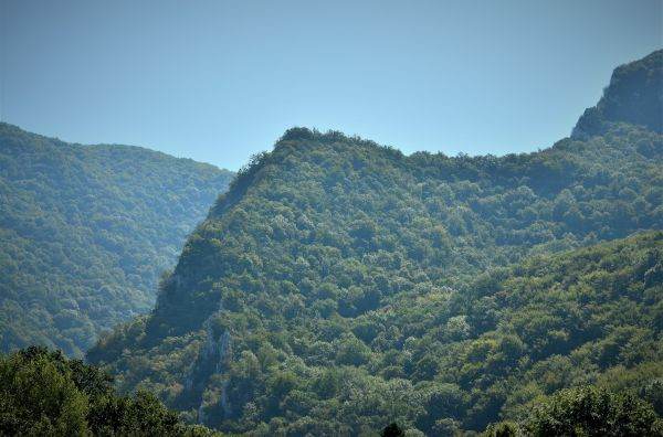 INS: Fondul forestier naţional al României a crescut la sfârşitul anului trecut la 6,61 milioane hectare