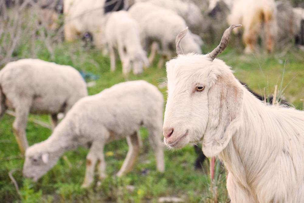 APIA oferă Sprijin de peste 1,3 milioane lei pentru crescătorii de animale