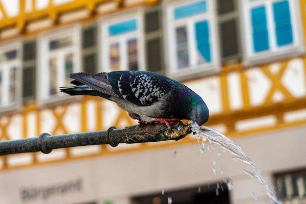 Spital dedicat animalelor afectate de caniculă