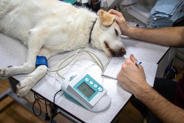 CE: Autorizaţia impusă de România medicilor veterinari străini încalcă normele europene