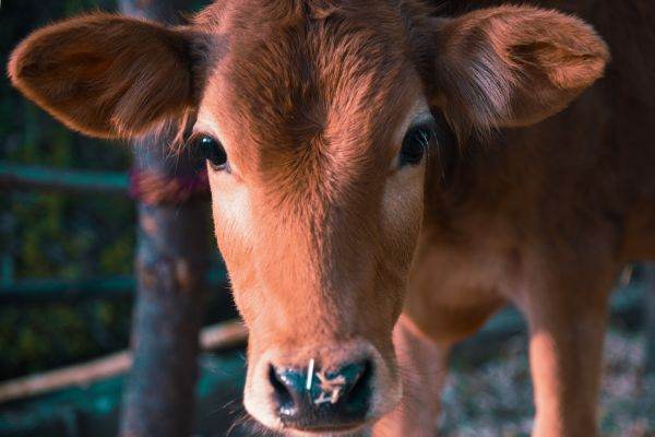 APIA : Crescătorii de bovine pot depune cereri pentru schema de ajutor de stat