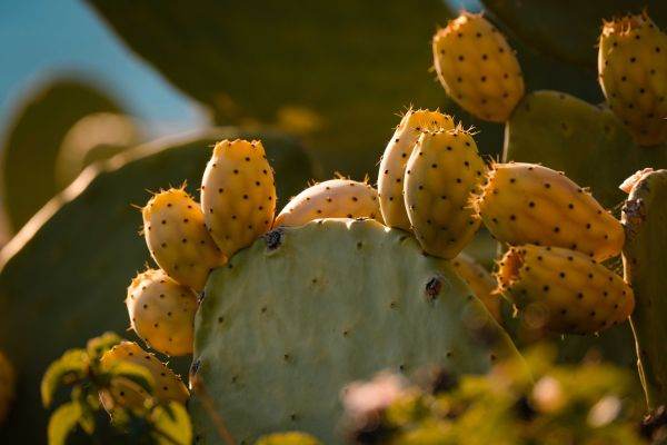 Cactuşii suferă de...căldură