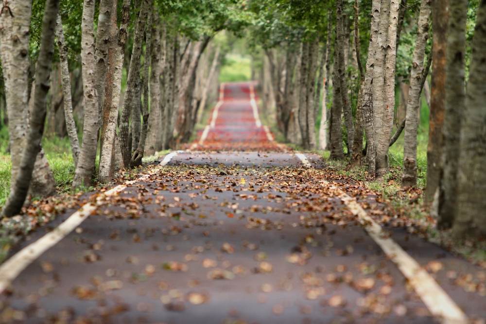 Prefectul Capitalei anunţă că va începe toaletarea de urgenţă a arborilor care prezintă un pericol