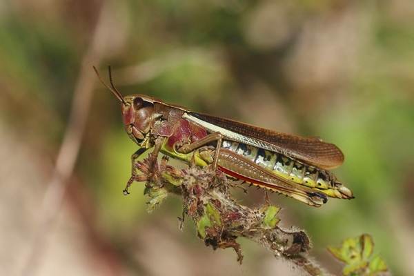 Utilizarea insectelor în alimente şi comercializarea acestora, reglementate de Senat