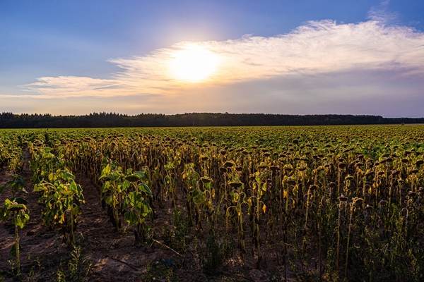 Meteorologii anunţă temperaturi ridicate în prima săptămână a lunii octombrie