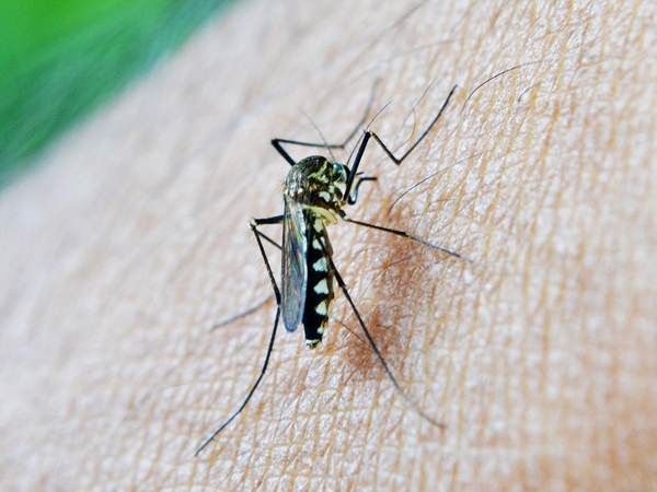 INSP: 42 de cazuri confirmate cu virusul West Nile